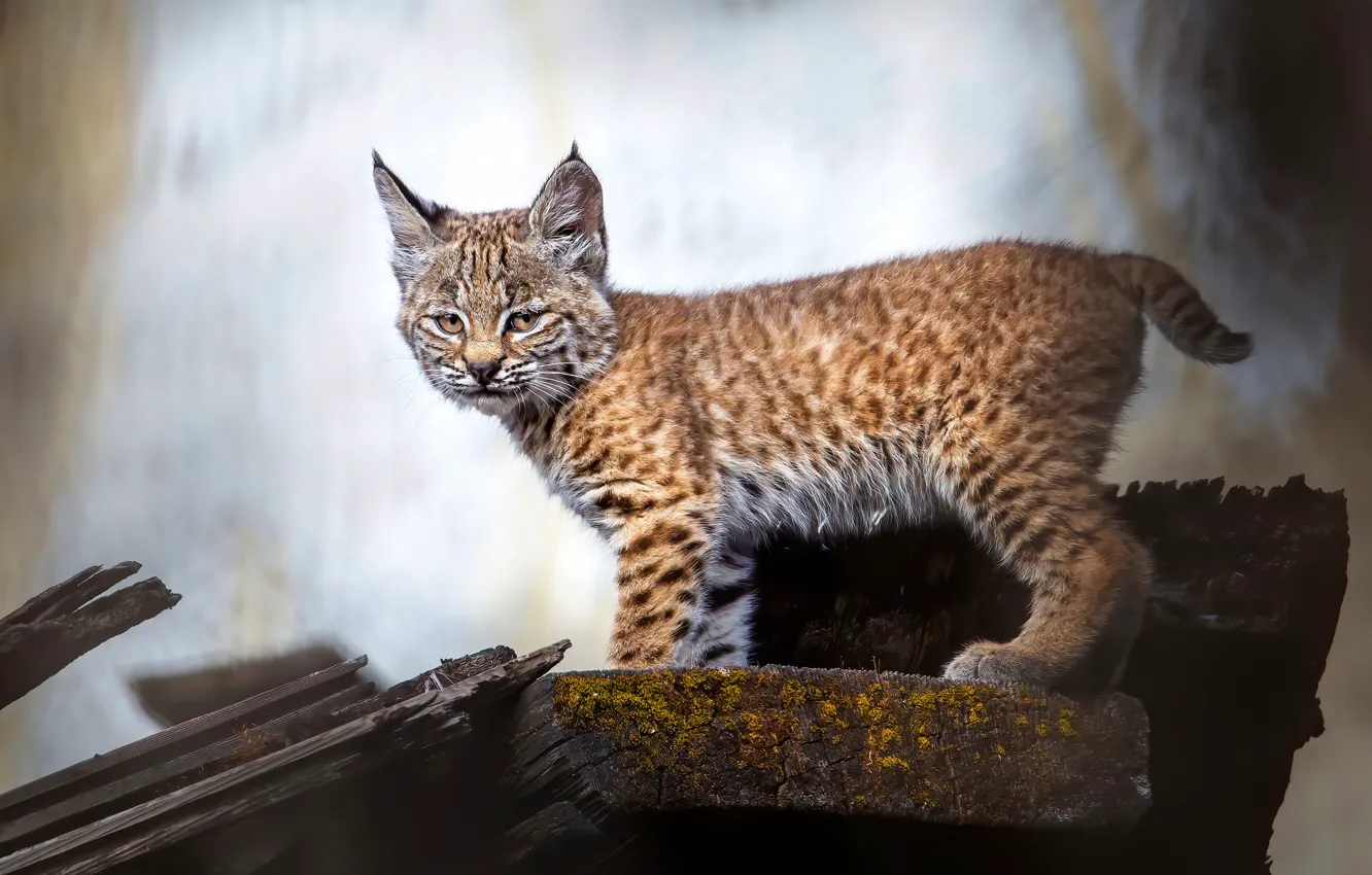 Photo wallpaper look, pose, Board, lynx, a small lynx