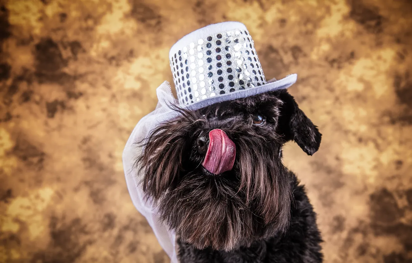Photo wallpaper look, dog, hat