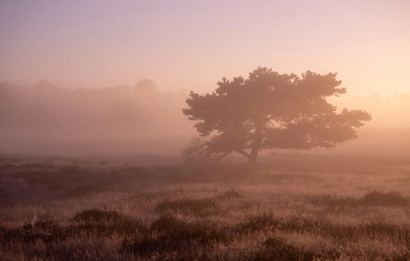 Photo wallpaper field, fog, morning, pine, Heather