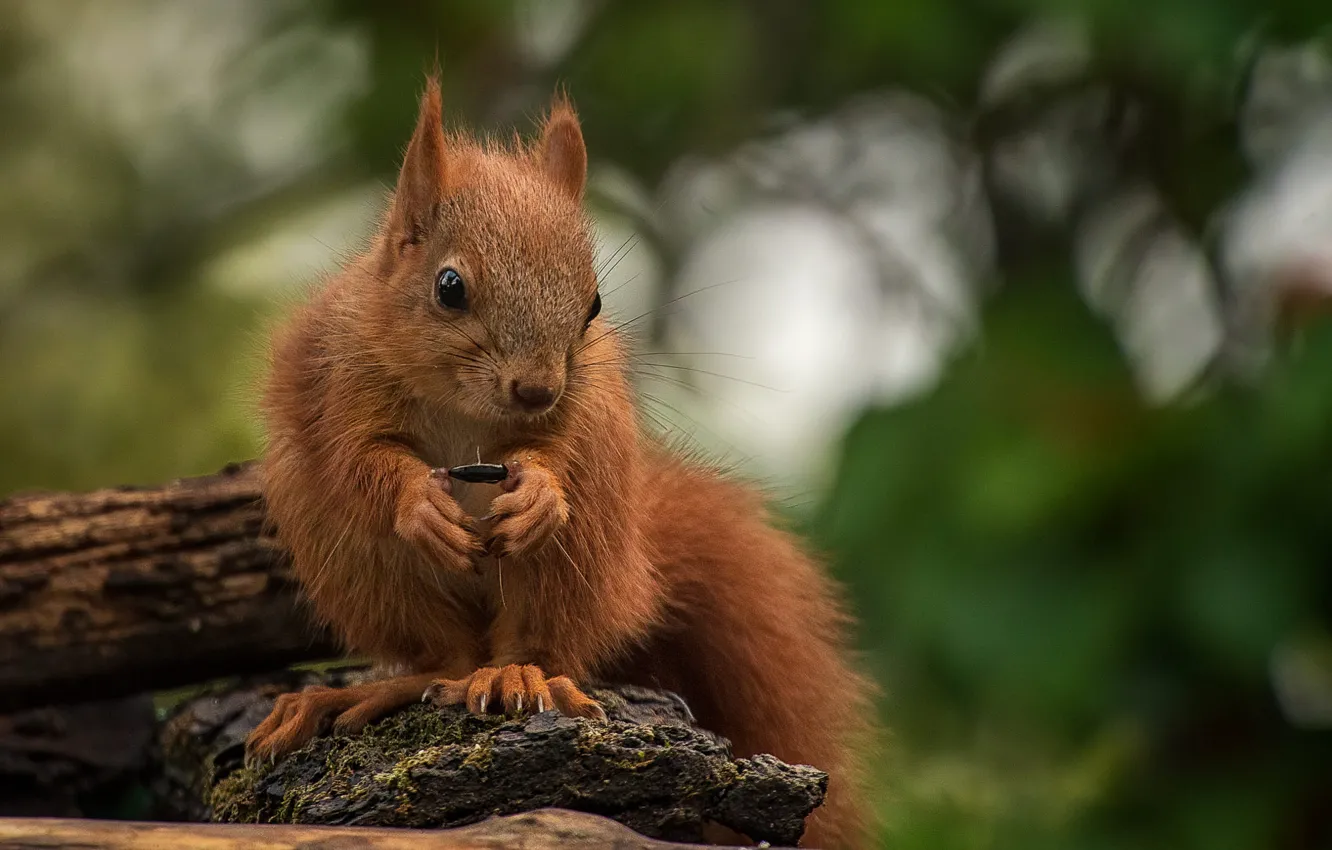 Photo wallpaper nature, animal, protein, seeds, animal, rodent, Tamas Hauk