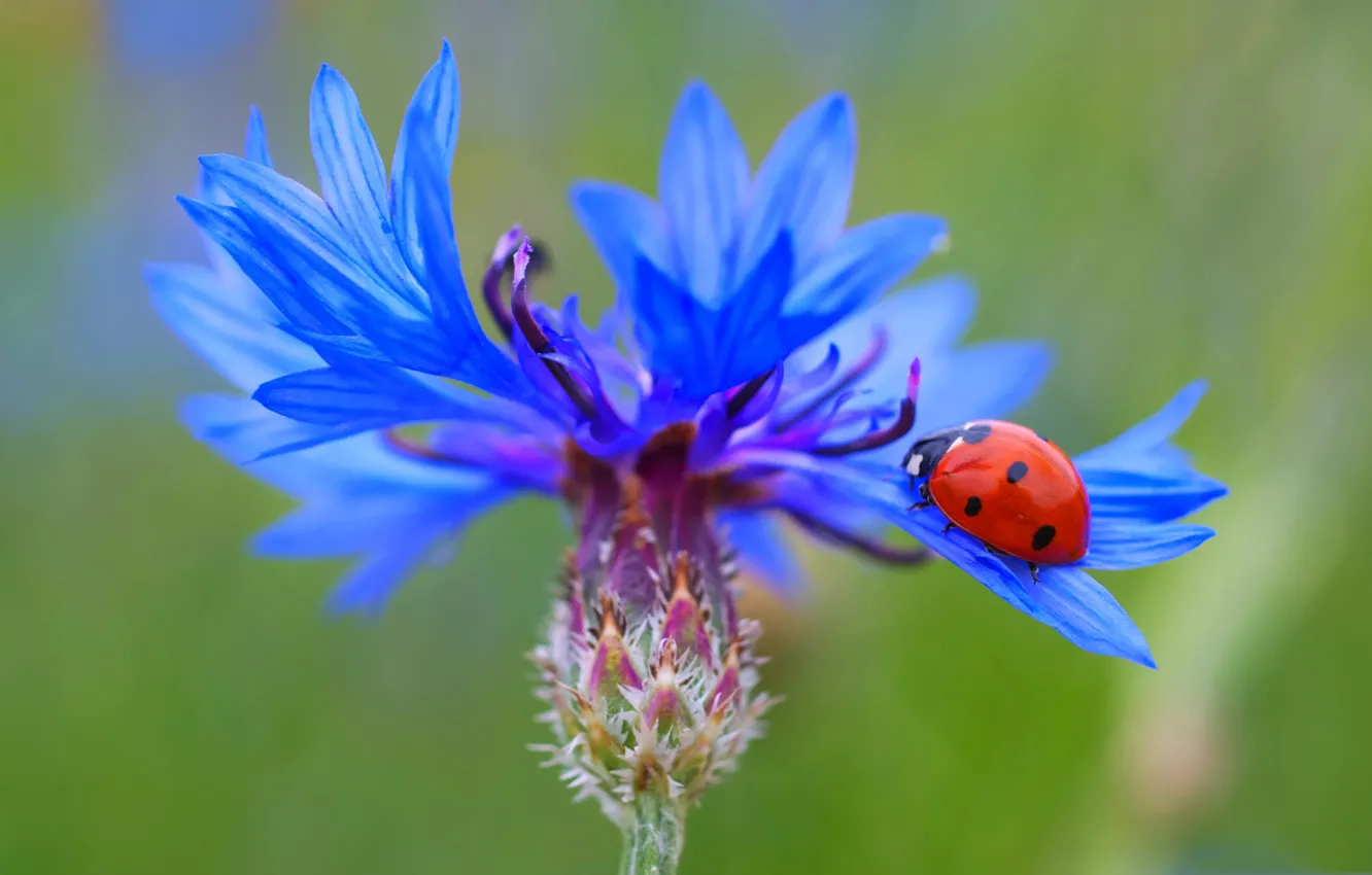 Photo wallpaper flowers, ladybug, insect, cornflowers