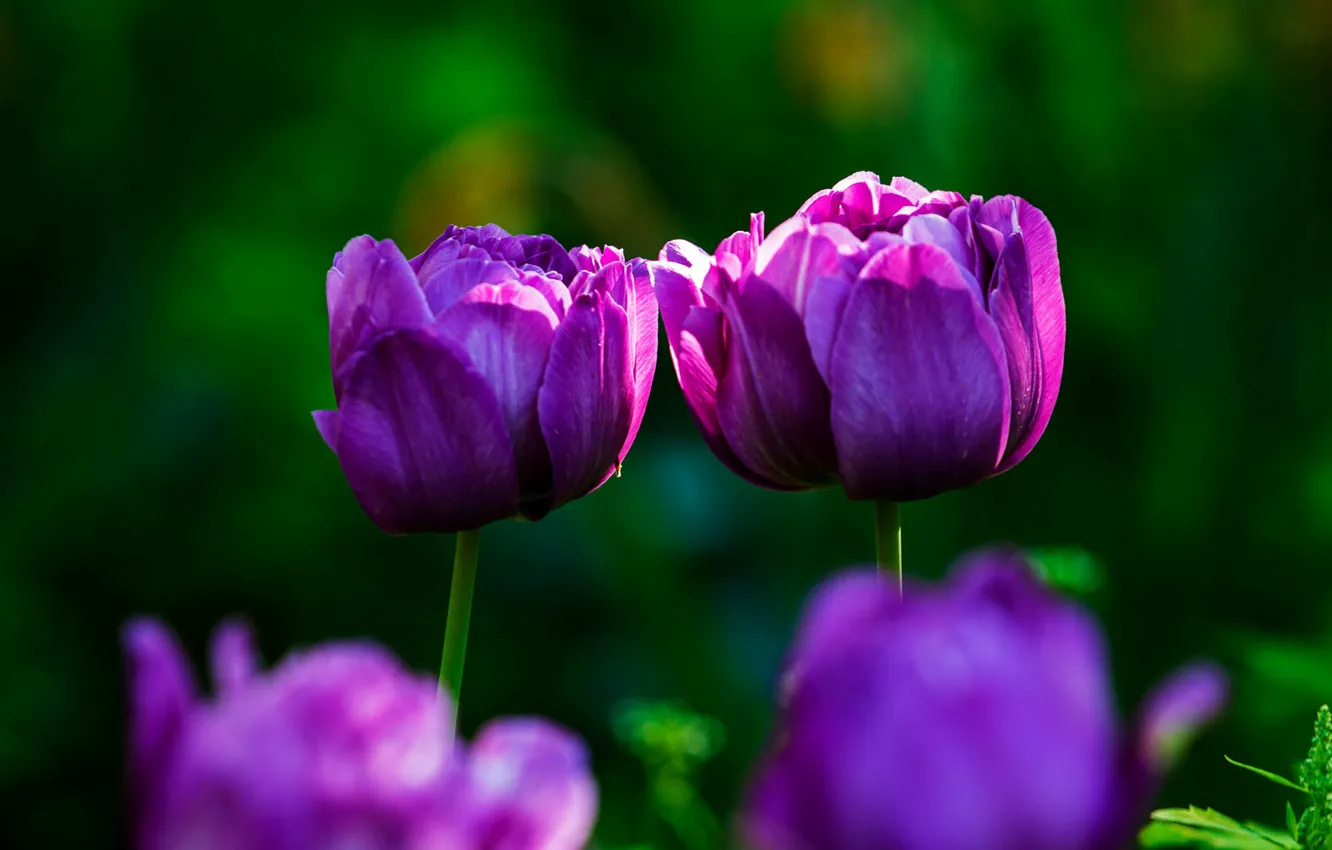 Photo wallpaper light, flowers, spring, tulips, Duo, buds, lilac, bokeh