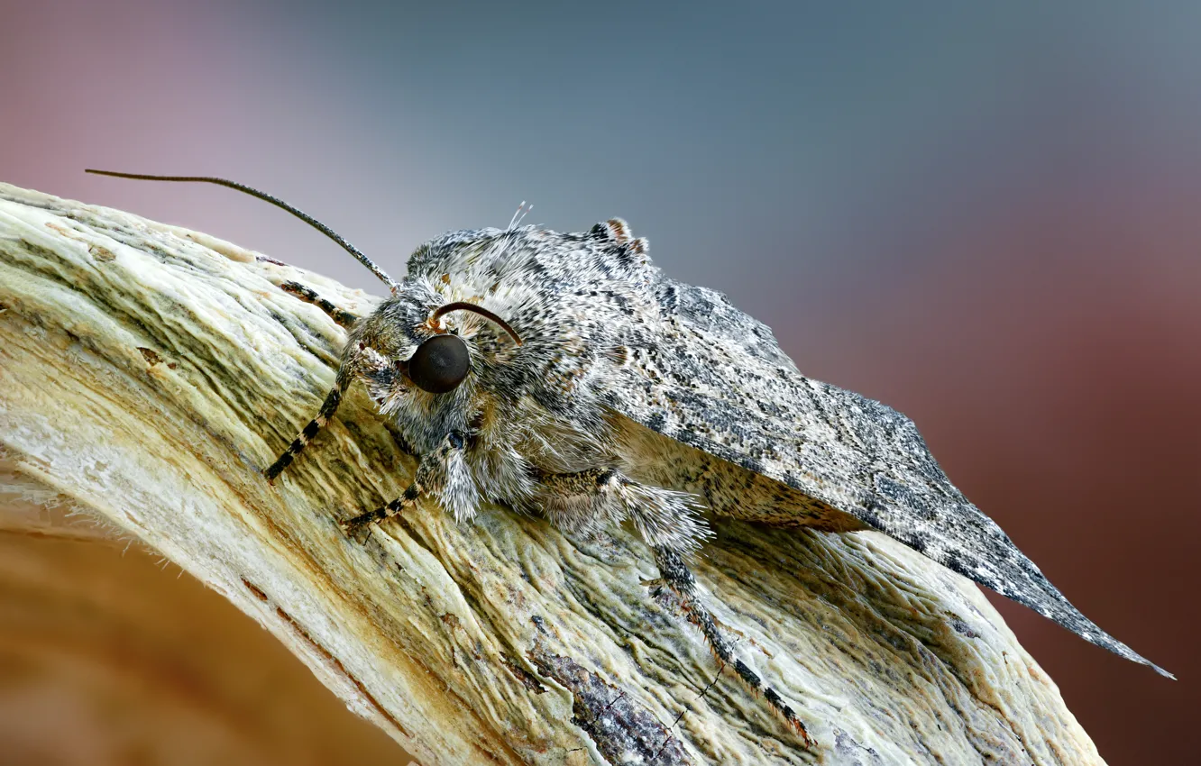 Photo wallpaper butterfly, insect, moth