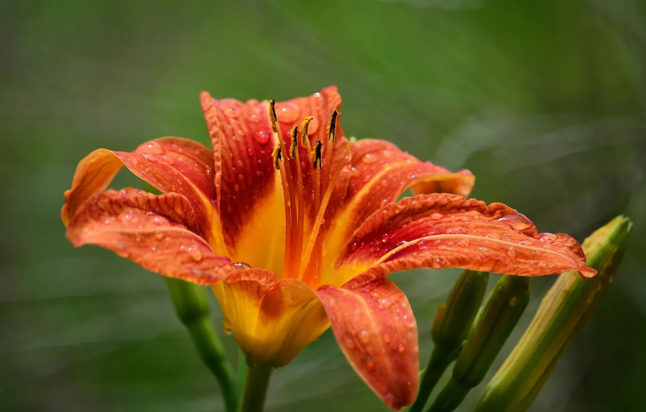 Photo wallpaper flowers, orange, Lily