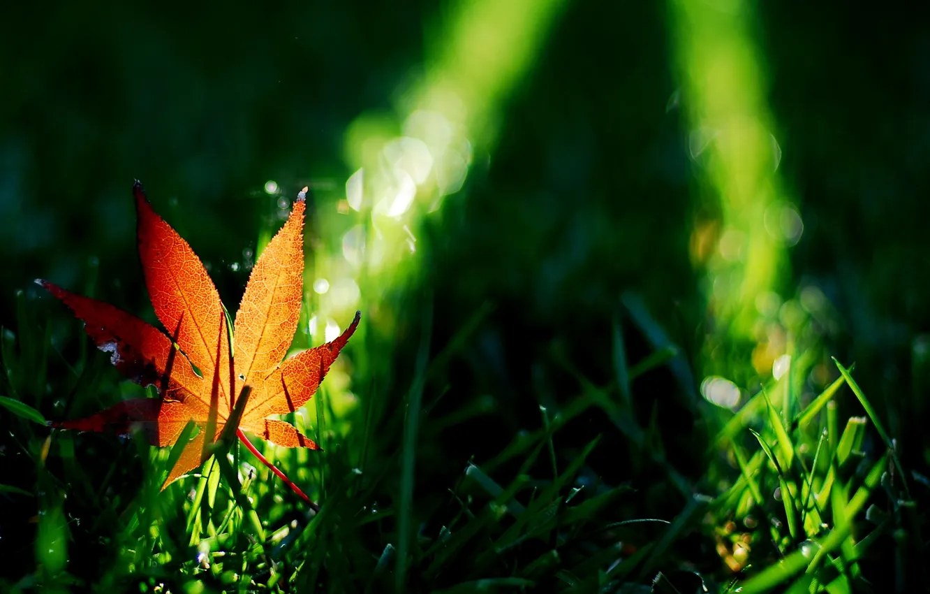 Photo wallpaper autumn, leaves, nature