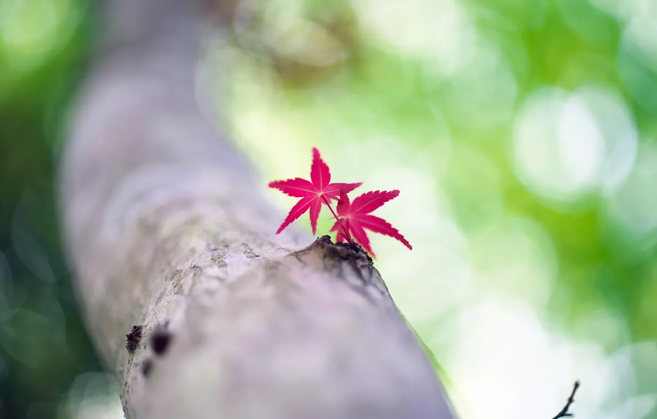 Photo wallpaper leaves, macro, glare, tree, foliage, focus, blur, trunk