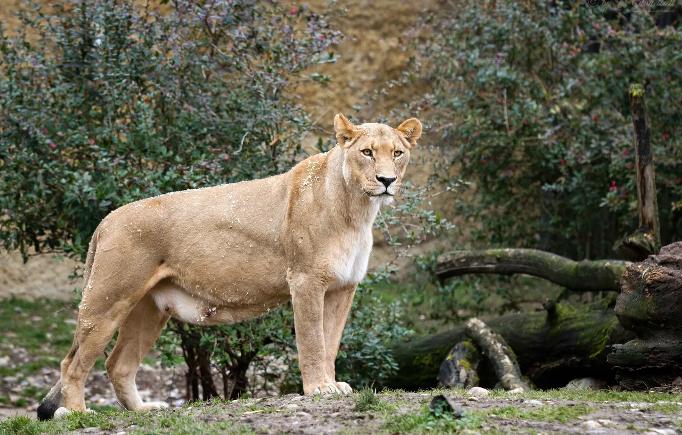 Photo wallpaper cat, look, lioness