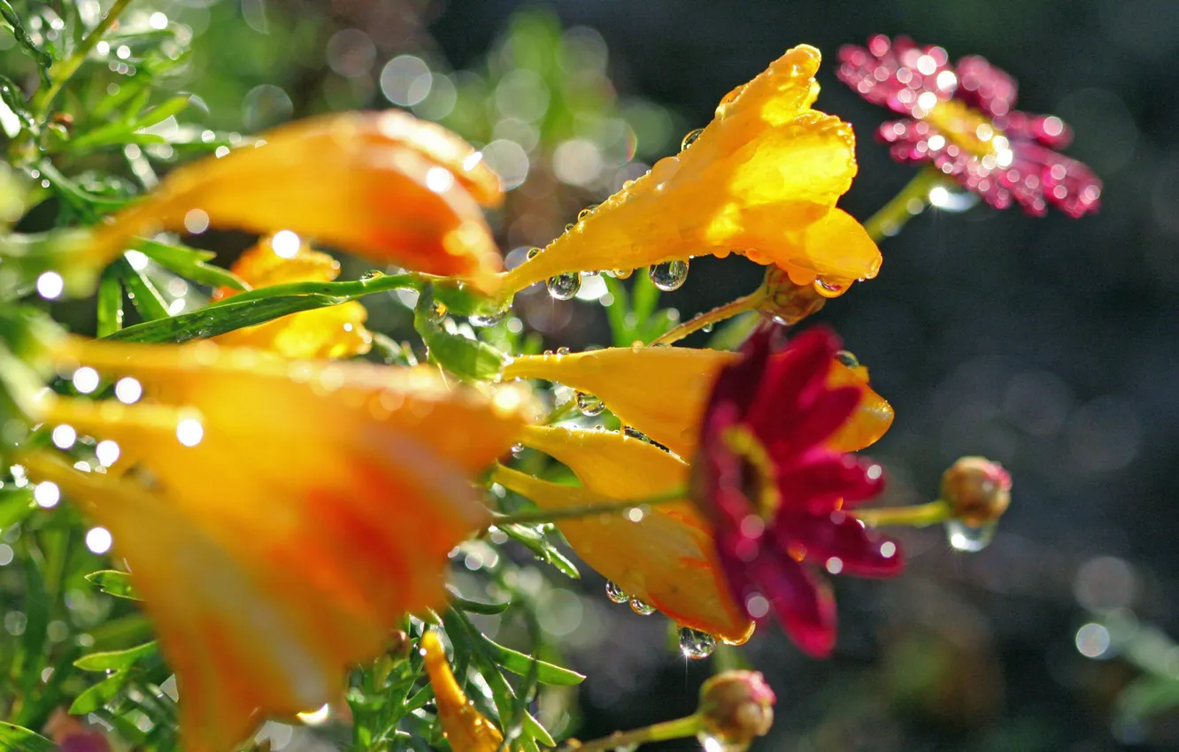 Photo wallpaper drops, macro, flowers, Shine