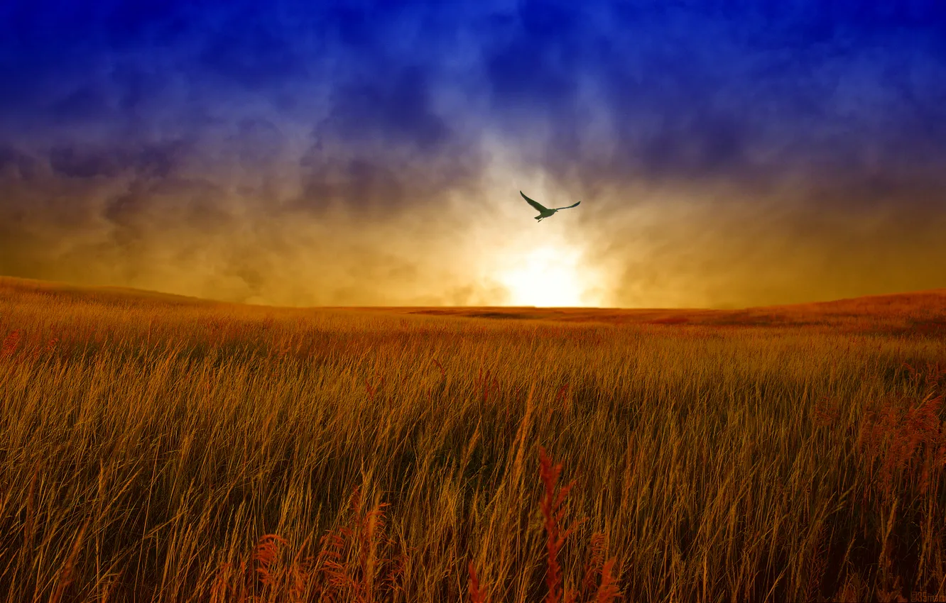 Photo wallpaper field, the sky, clouds, flight, landscape, sunset, bird, the evening