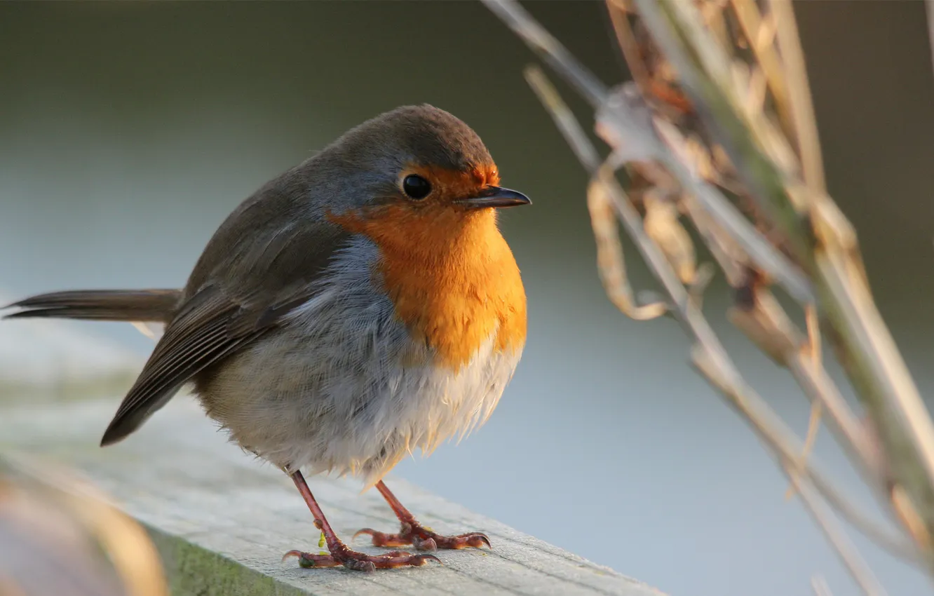 Photo wallpaper bird, focus, wood, bar