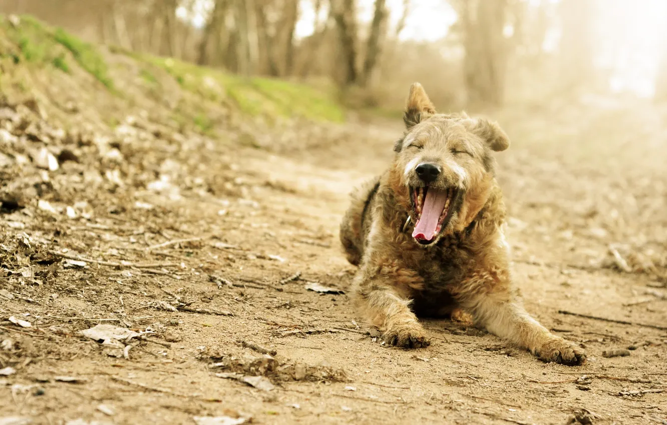 Photo wallpaper nature, background, dog