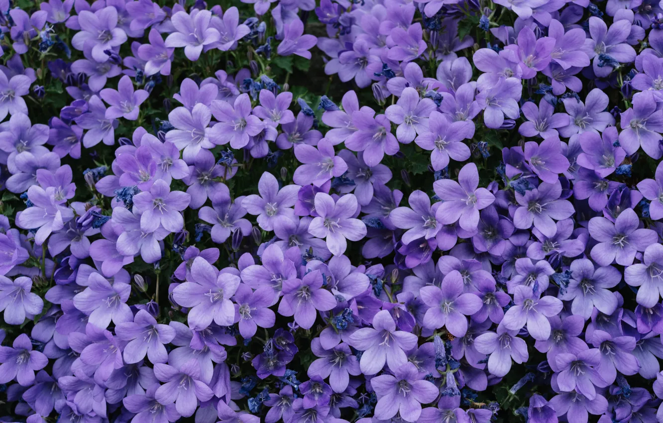 Photo wallpaper beauty, bells, beauty, purple flowers, flora, flora, purple flowers, portenschlag bell