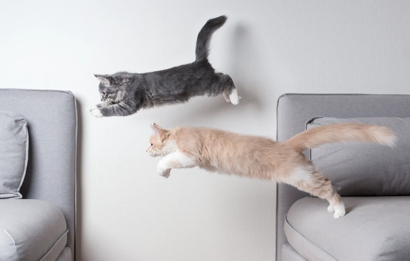 Photo wallpaper cat, room, jump, kitty