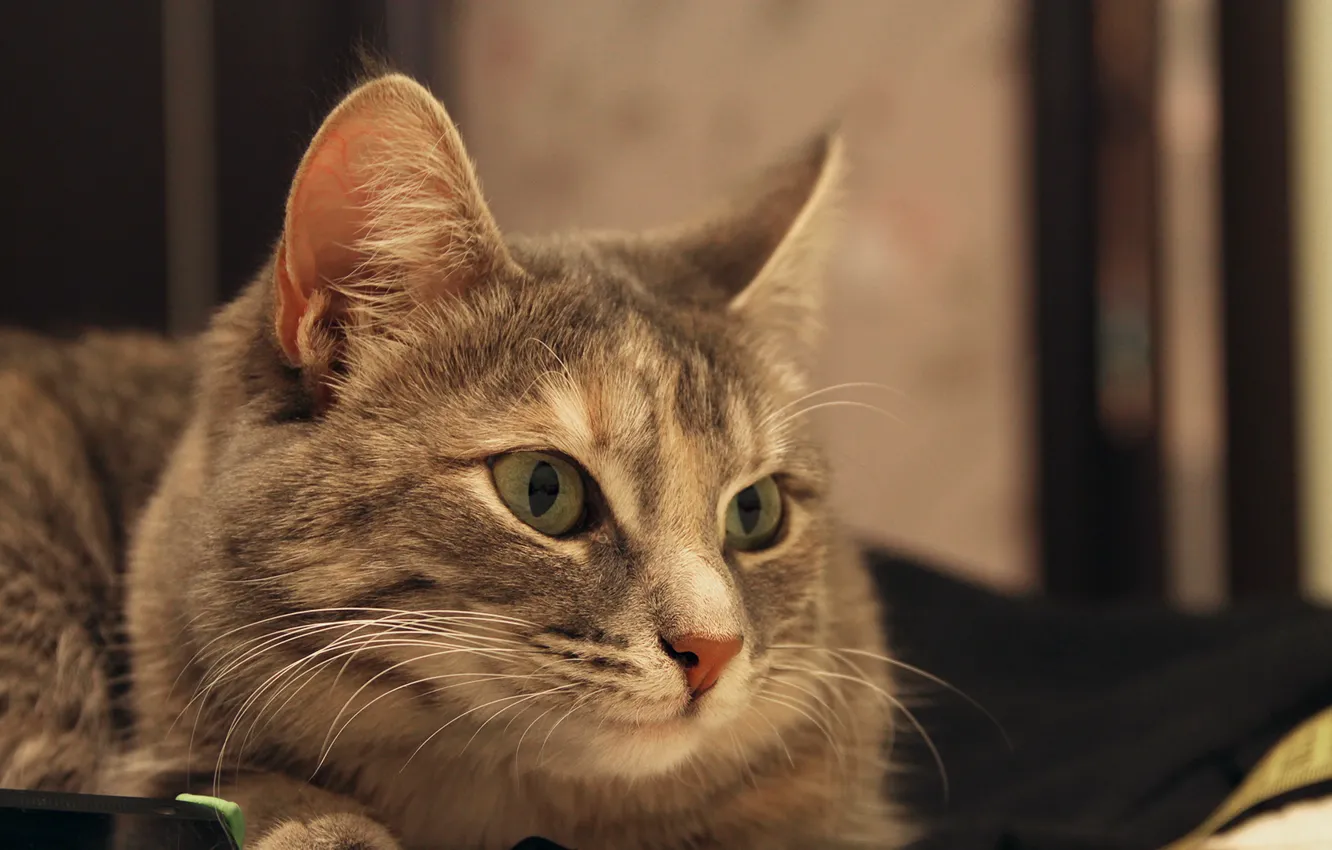 Photo wallpaper Cat, Cats, Animals
