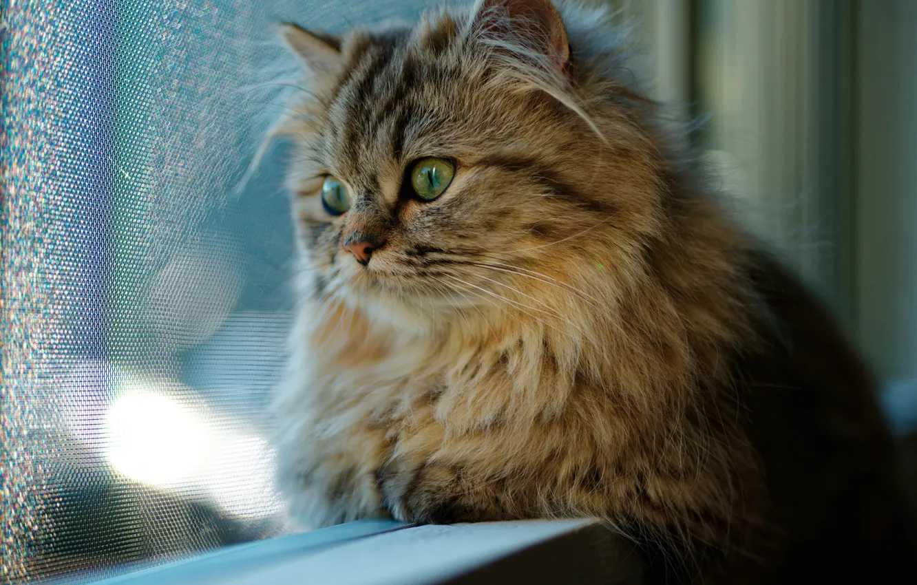 Photo wallpaper cat, cat, look, window