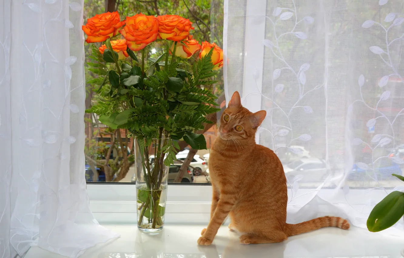 Photo wallpaper cat, cat, flowers, roses, bouquet, window, red