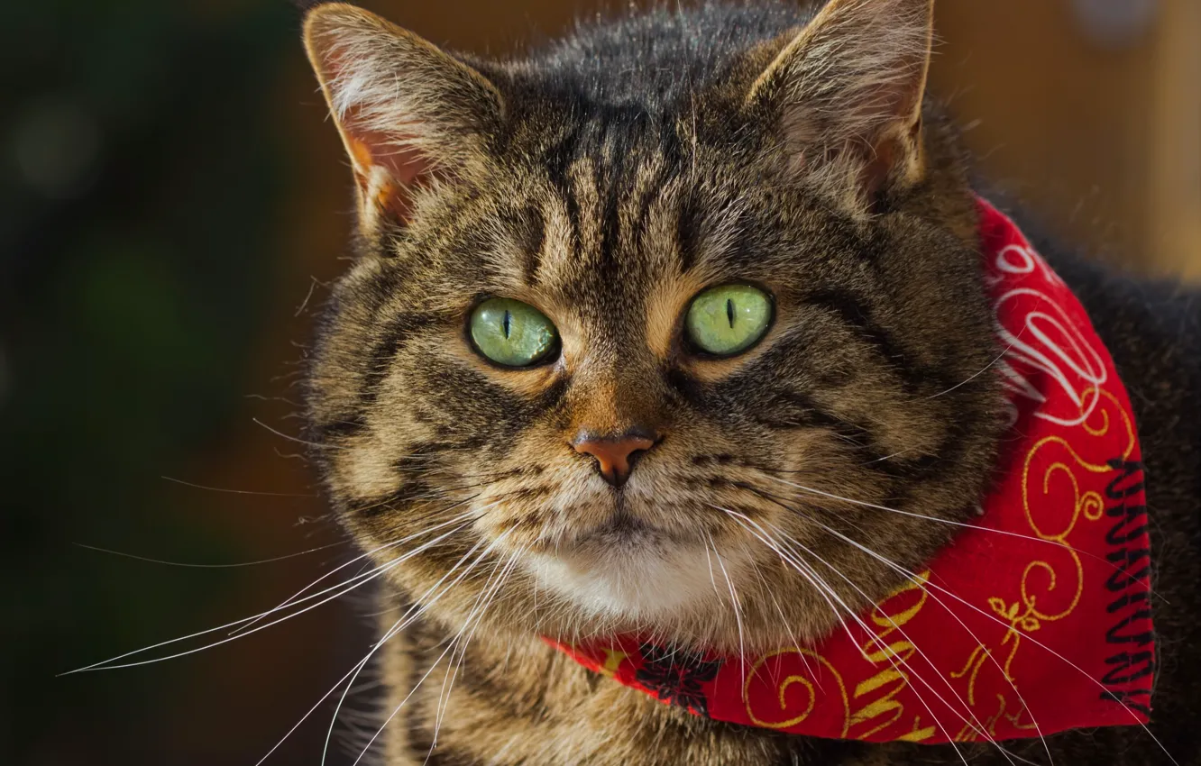 Photo wallpaper cat, look, face, bandana, Tomcat, Kote