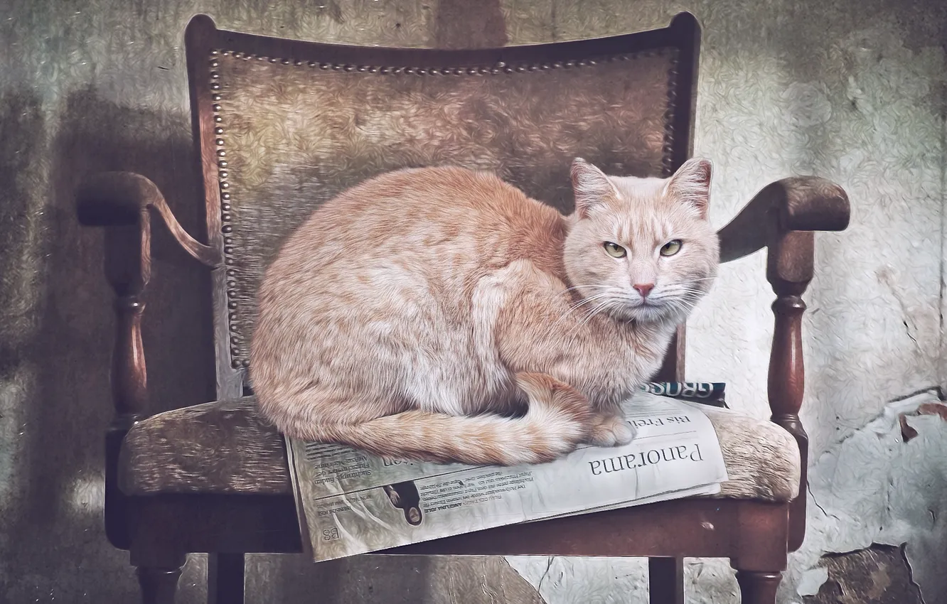 Photo wallpaper cat, chair, newspaper