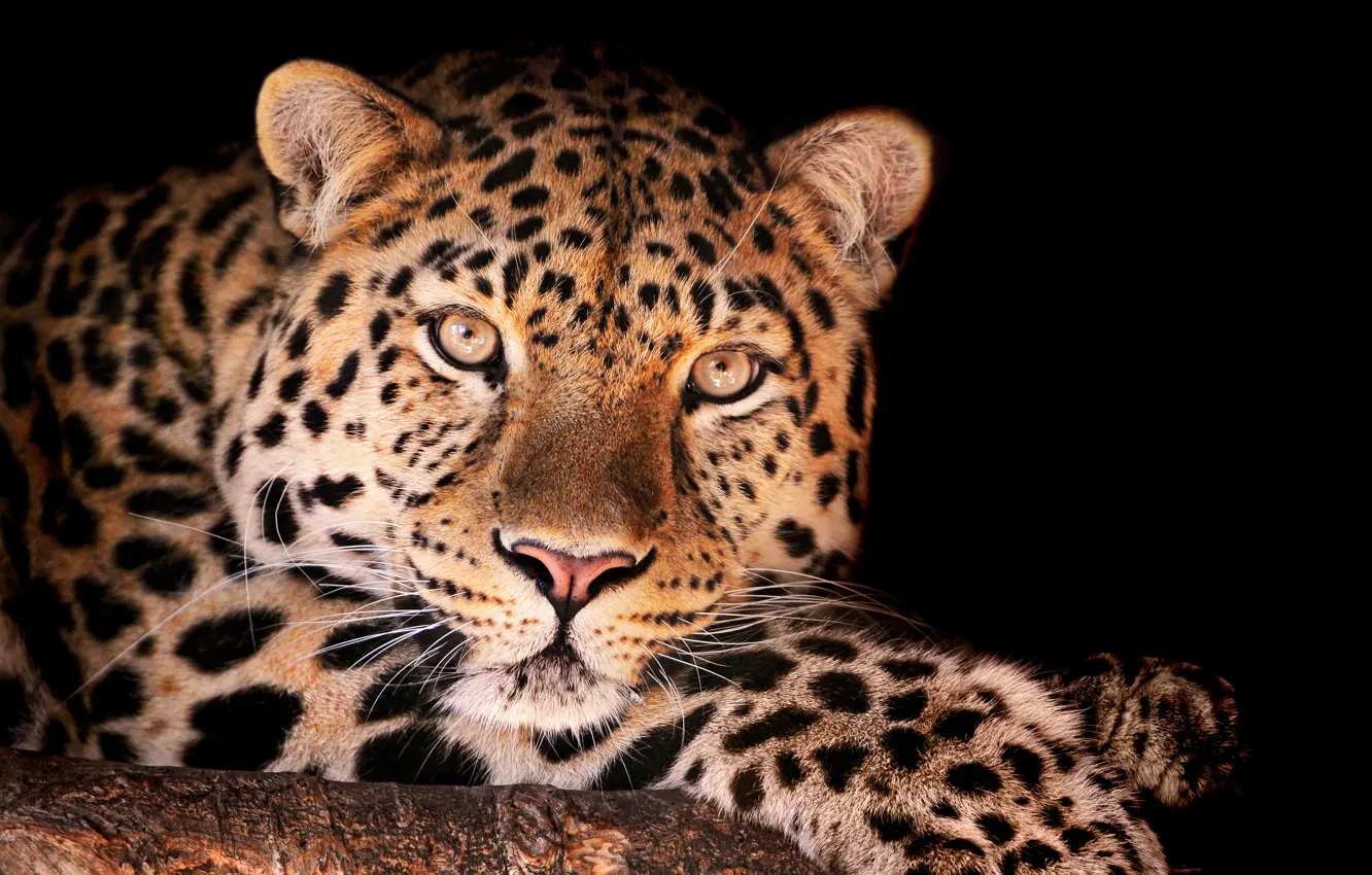 Photo wallpaper leopard, looks, Magnificent leopard
