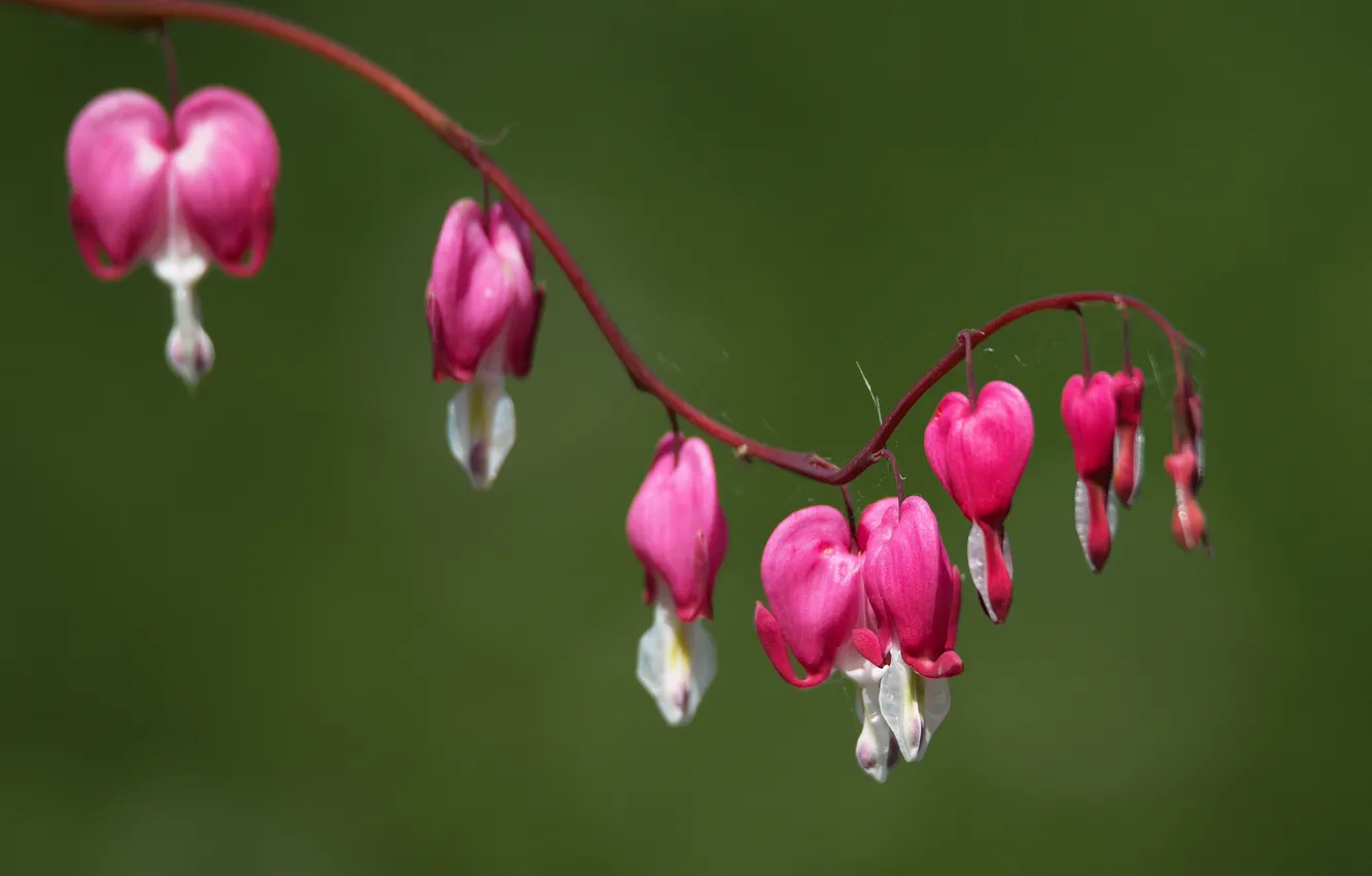 Photo wallpaper summer, flowers, nature, background, the bleeding heart