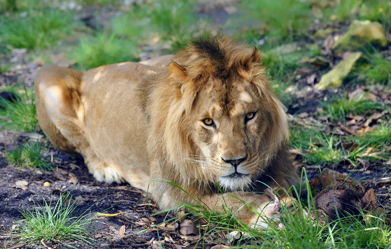 Photo wallpaper look, lies, grass, face, glade, Leo