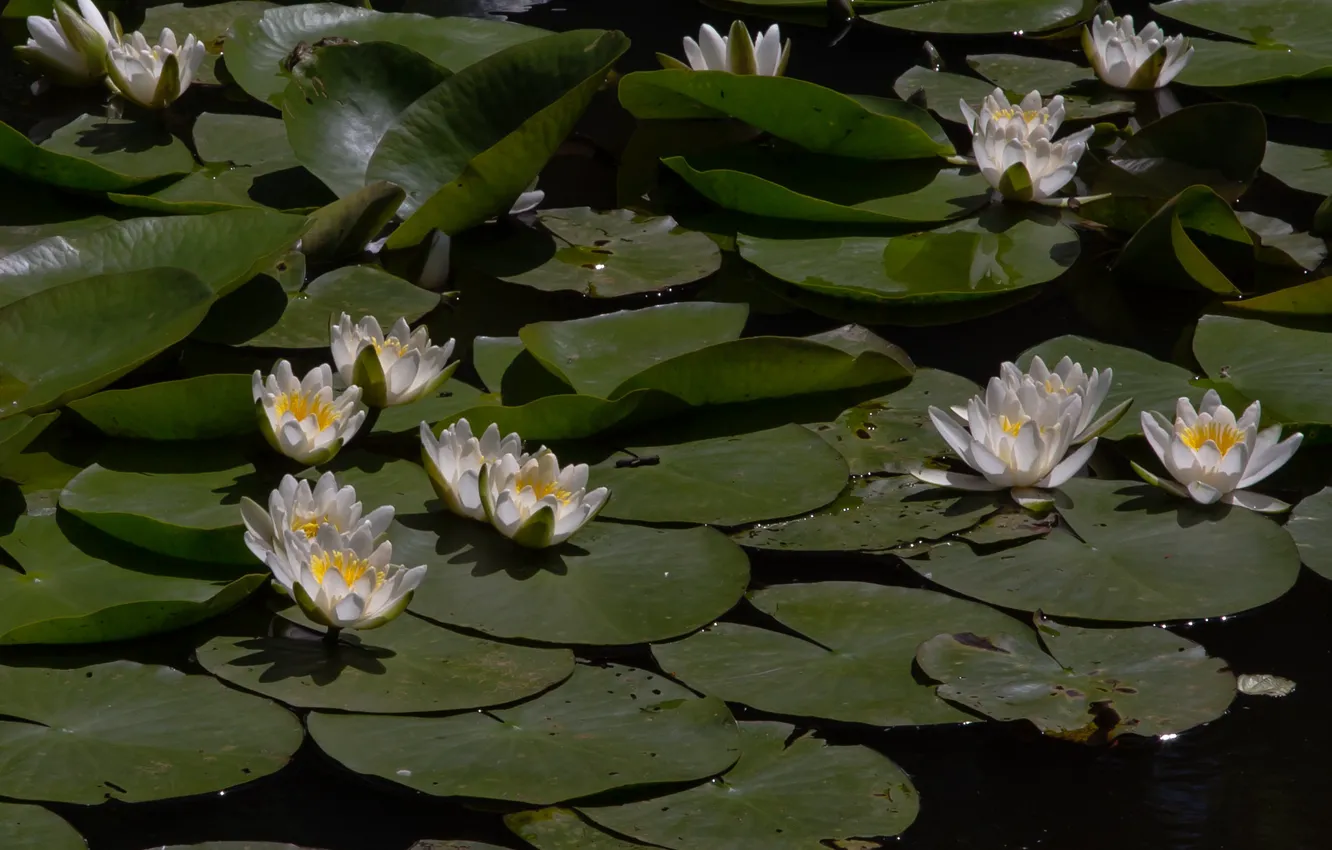 Photo wallpaper leaves, nature, lake, Lily, water lilies
