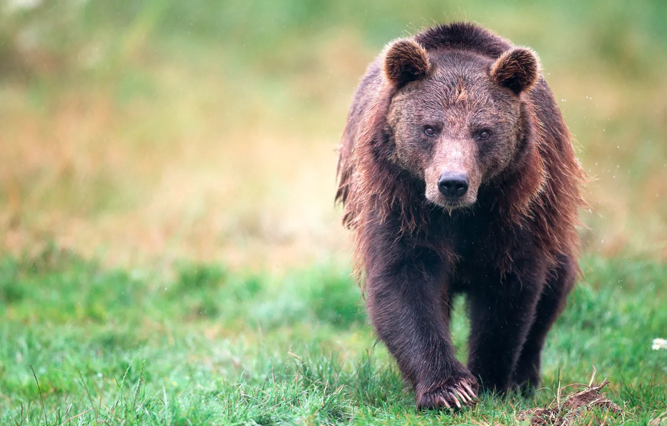 Photo wallpaper grass, look, face, glade, bear, bear, walk, sneaks