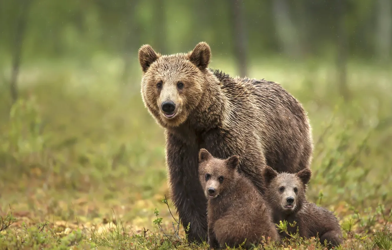 Photo wallpaper nature, bear, bear, trio, bear, the three bears