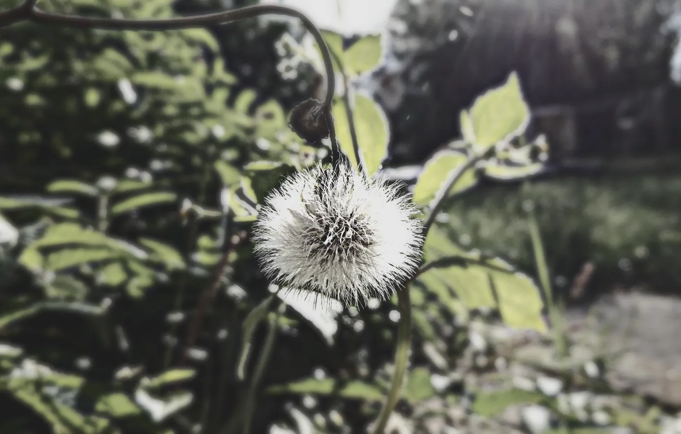 Photo wallpaper the sun, nature, dandelion, focus, wild