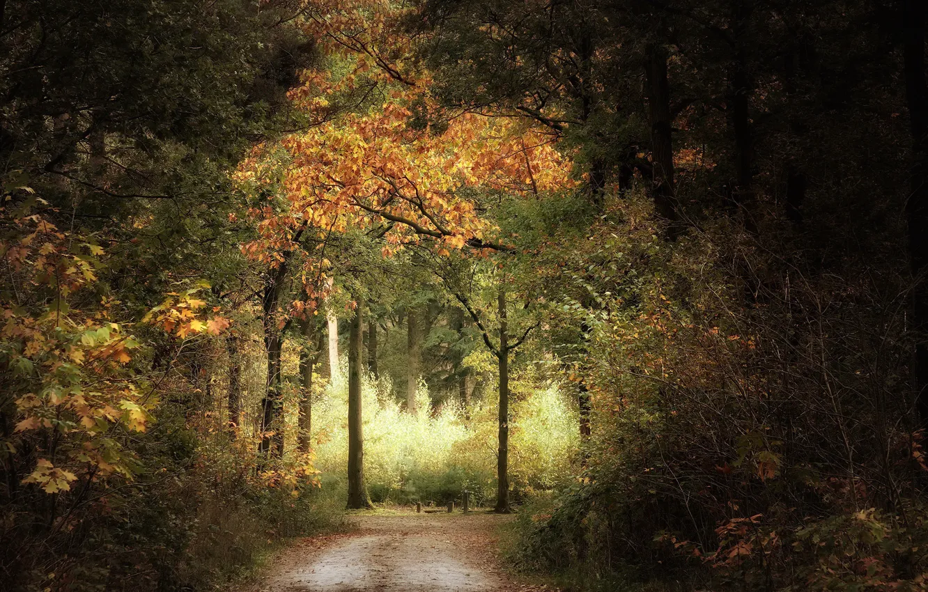 Photo wallpaper road, autumn, Park