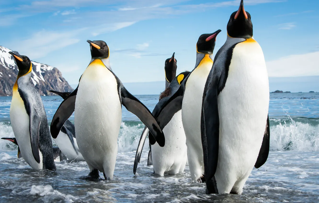Photo wallpaper sea, beach, pack, penguins