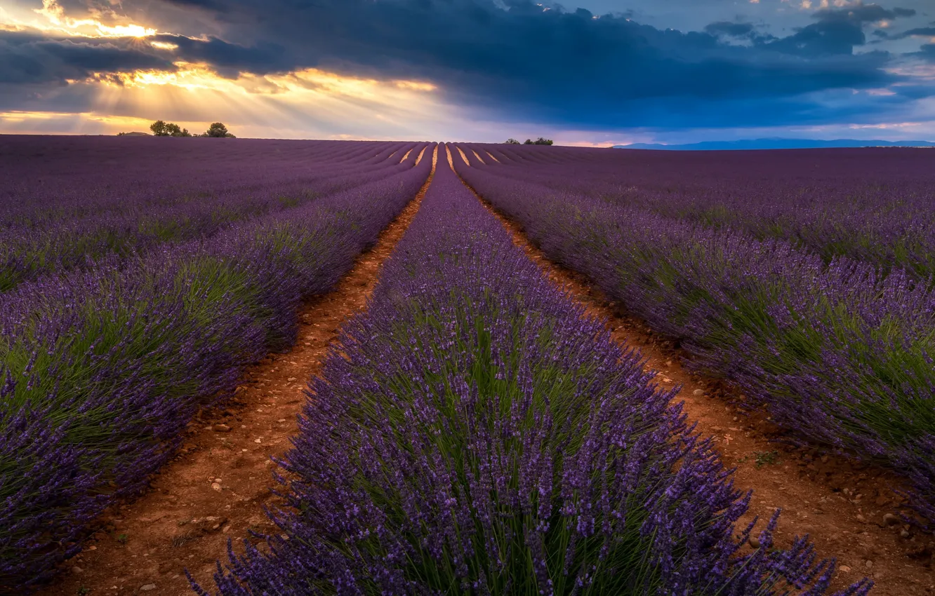 Photo wallpaper field, the sky, rays, light, flowers, blue, clouds, perspective