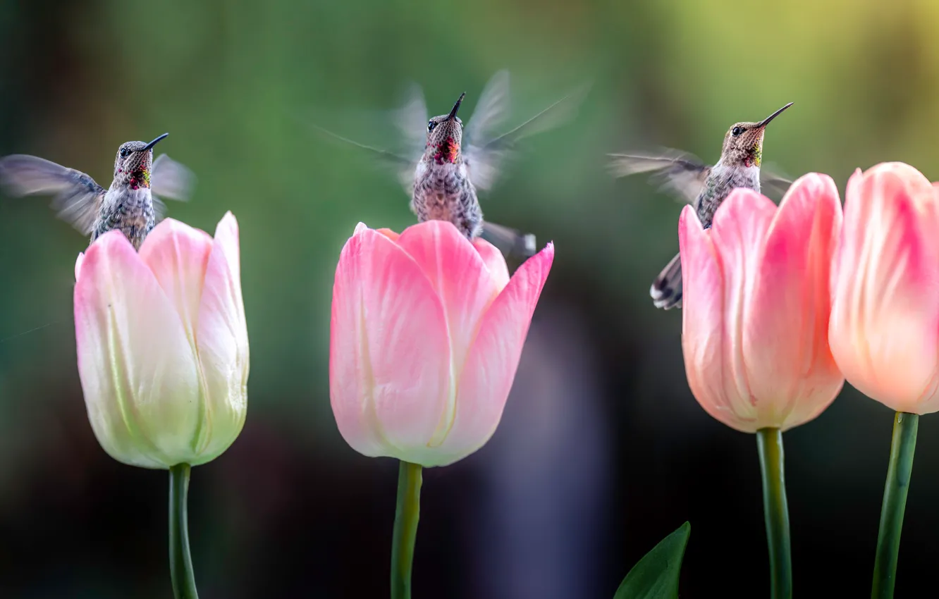 Photo wallpaper flowers, Hummingbird, tulips, three, trio, pink, bird, bird