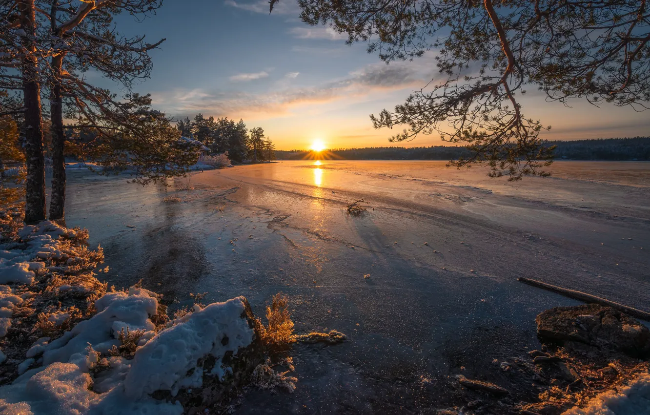 Photo wallpaper winter, trees, sunset, lake, ice, Norway, pine, Norway