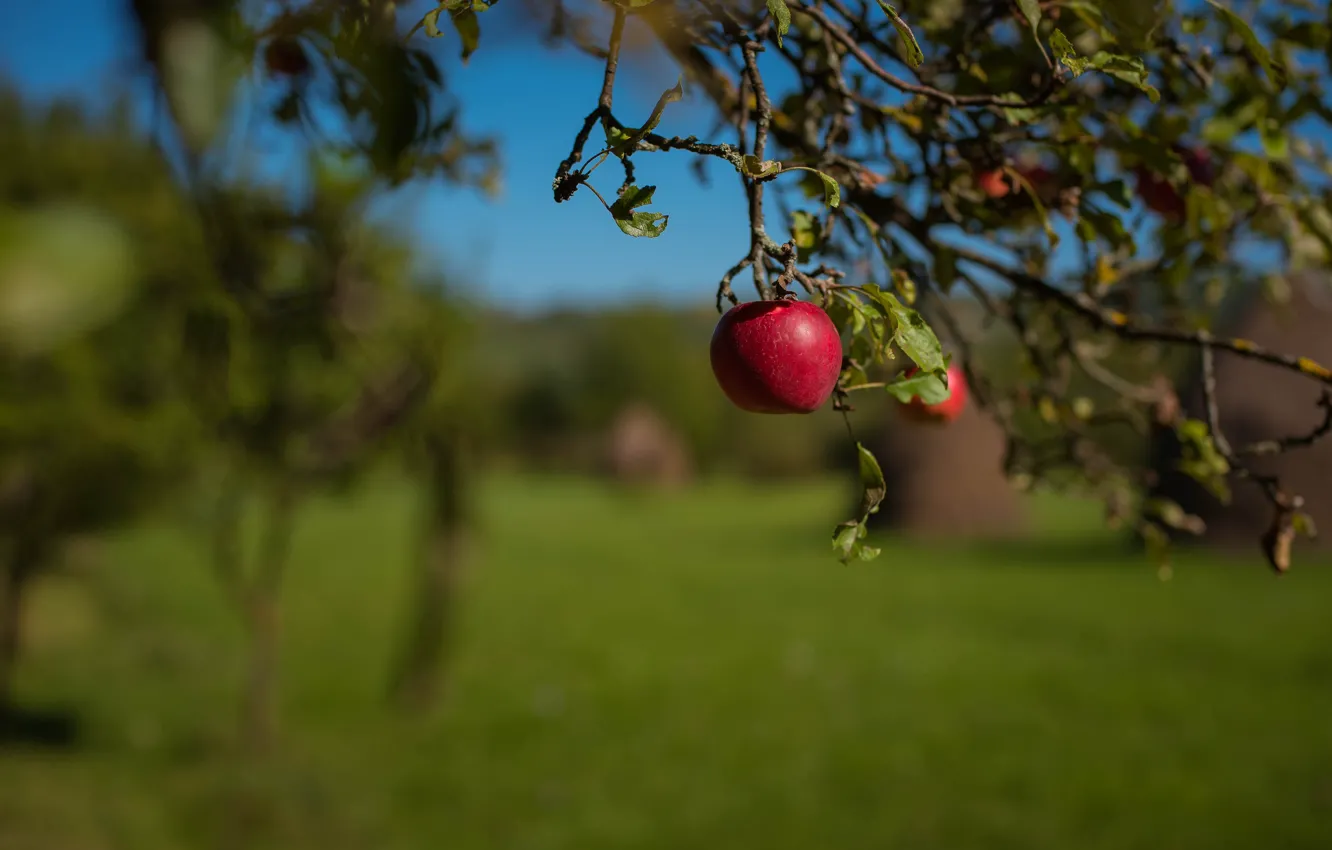 Photo wallpaper the sky, branches, red, lawn, glade, apples, garden, fruit