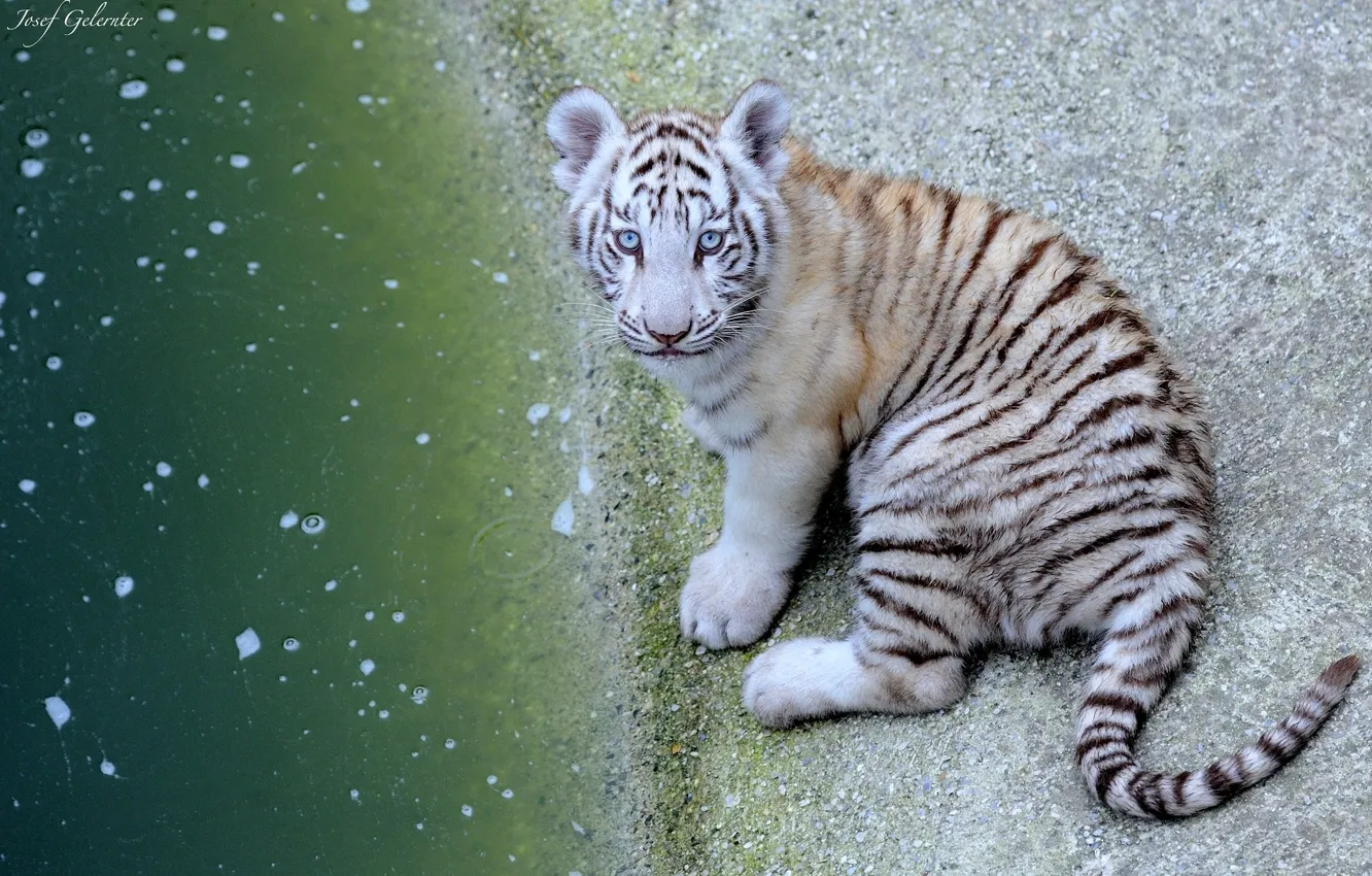 Photo wallpaper look, tiger, grey, Ox