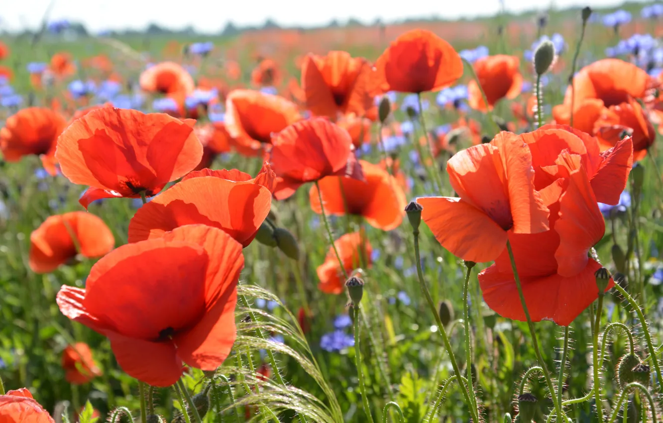Photo wallpaper summer, flowers, red, Maki, poppy field