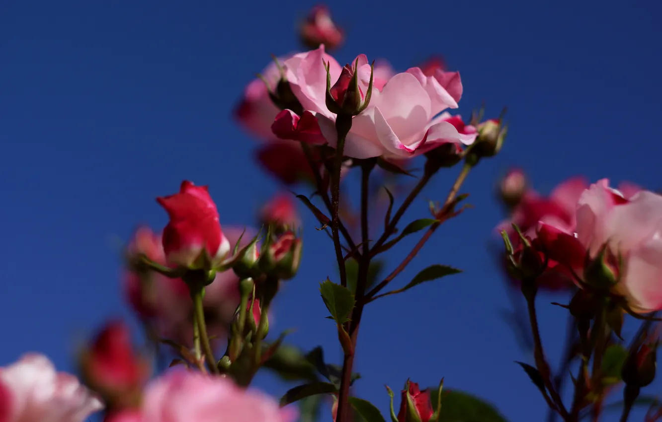 Photo wallpaper the sky, flowers, blue, roses, stem, pink, buds