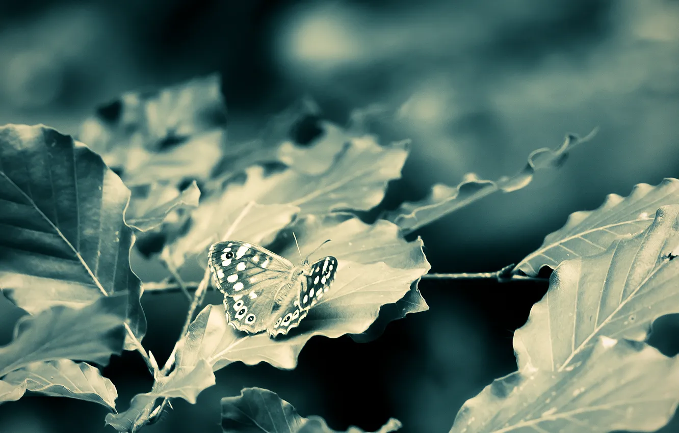 Photo wallpaper leaves, macro, branches, butterfly