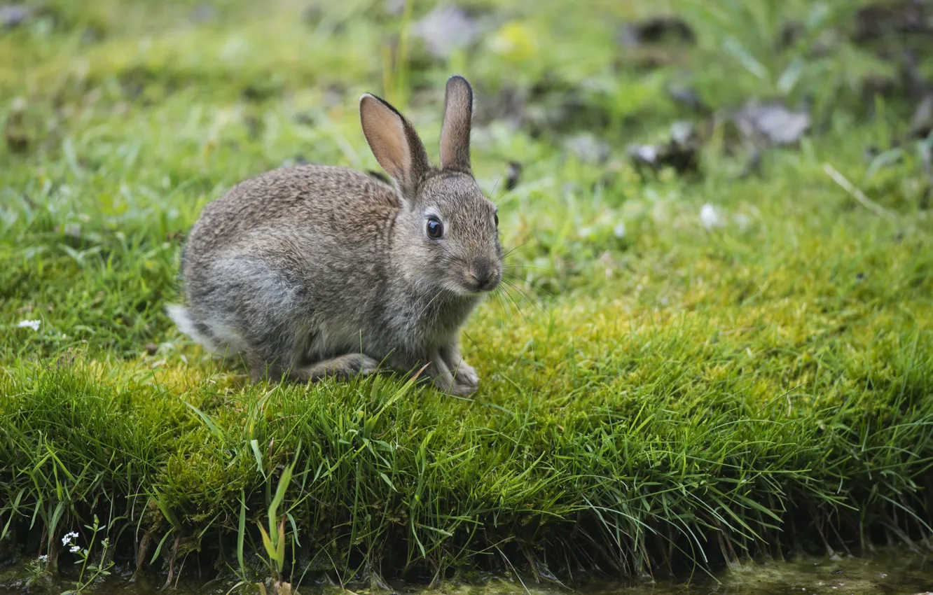 Photo wallpaper greens, grass, hare