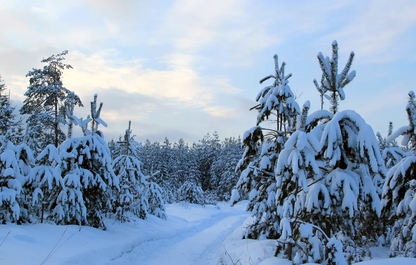 Photo wallpaper winter, nature, tree