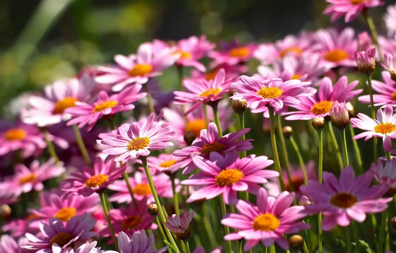 Photo wallpaper a lot, Daisy, argyranthemum