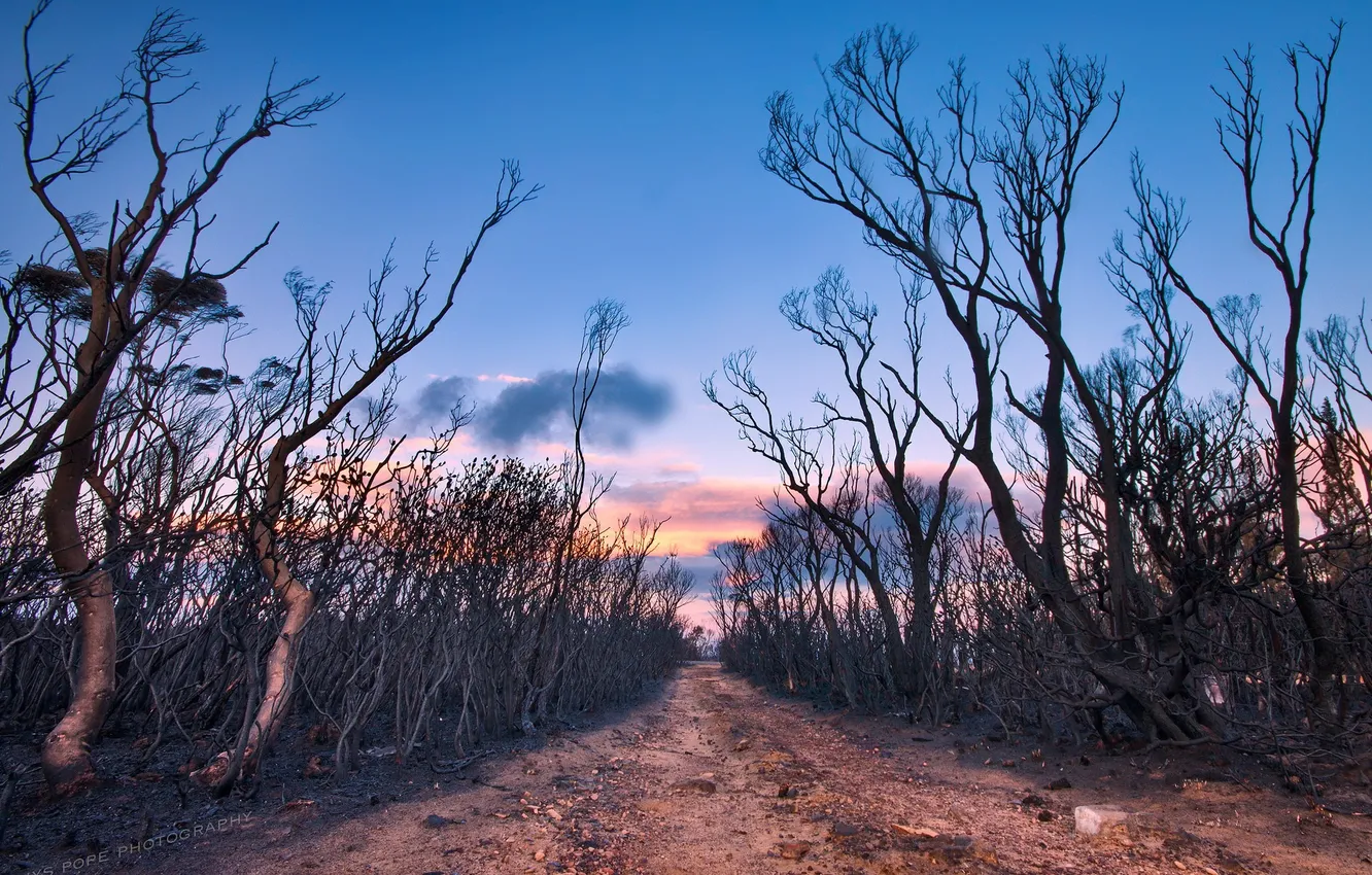 Photo wallpaper road, trees, sunset