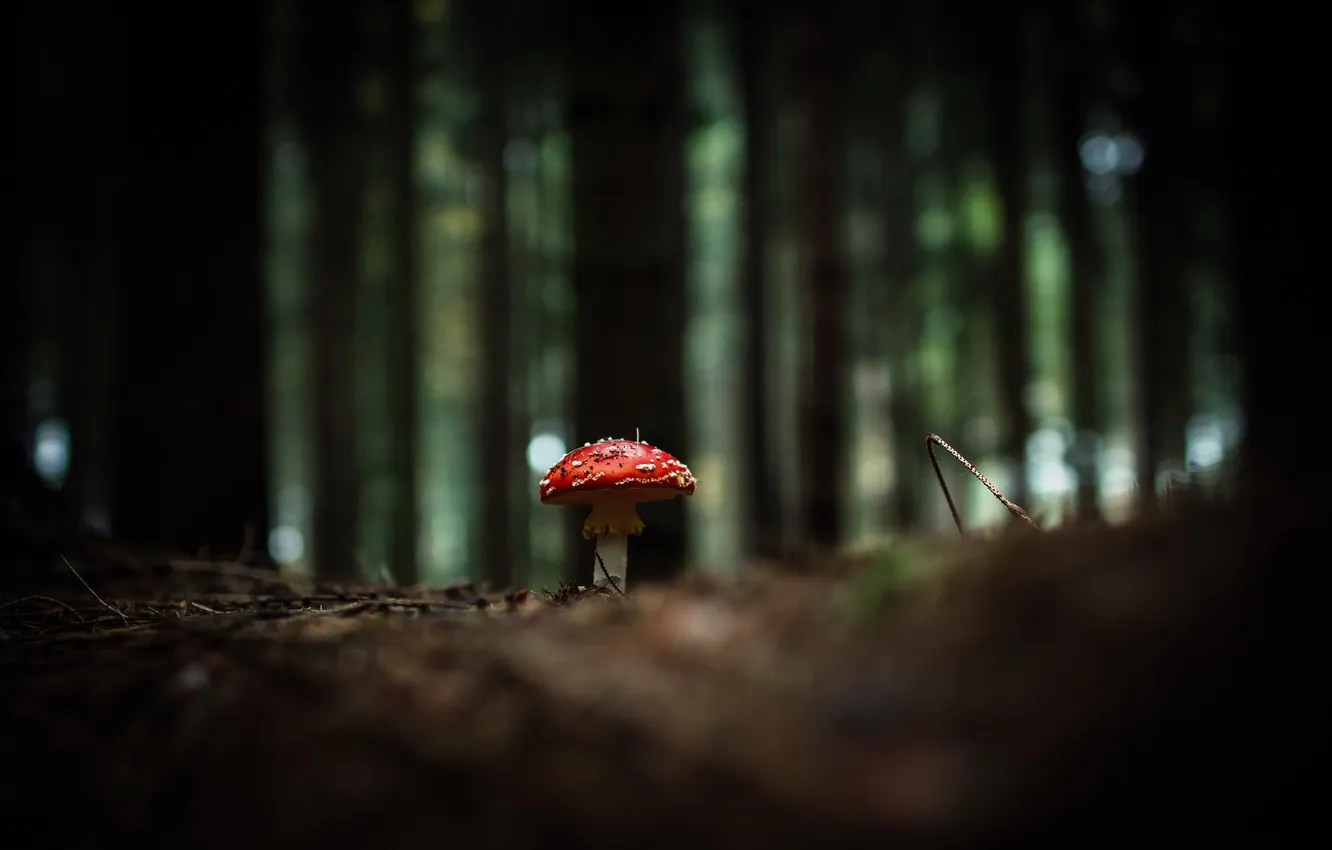 Photo wallpaper autumn, nature, mushrooms