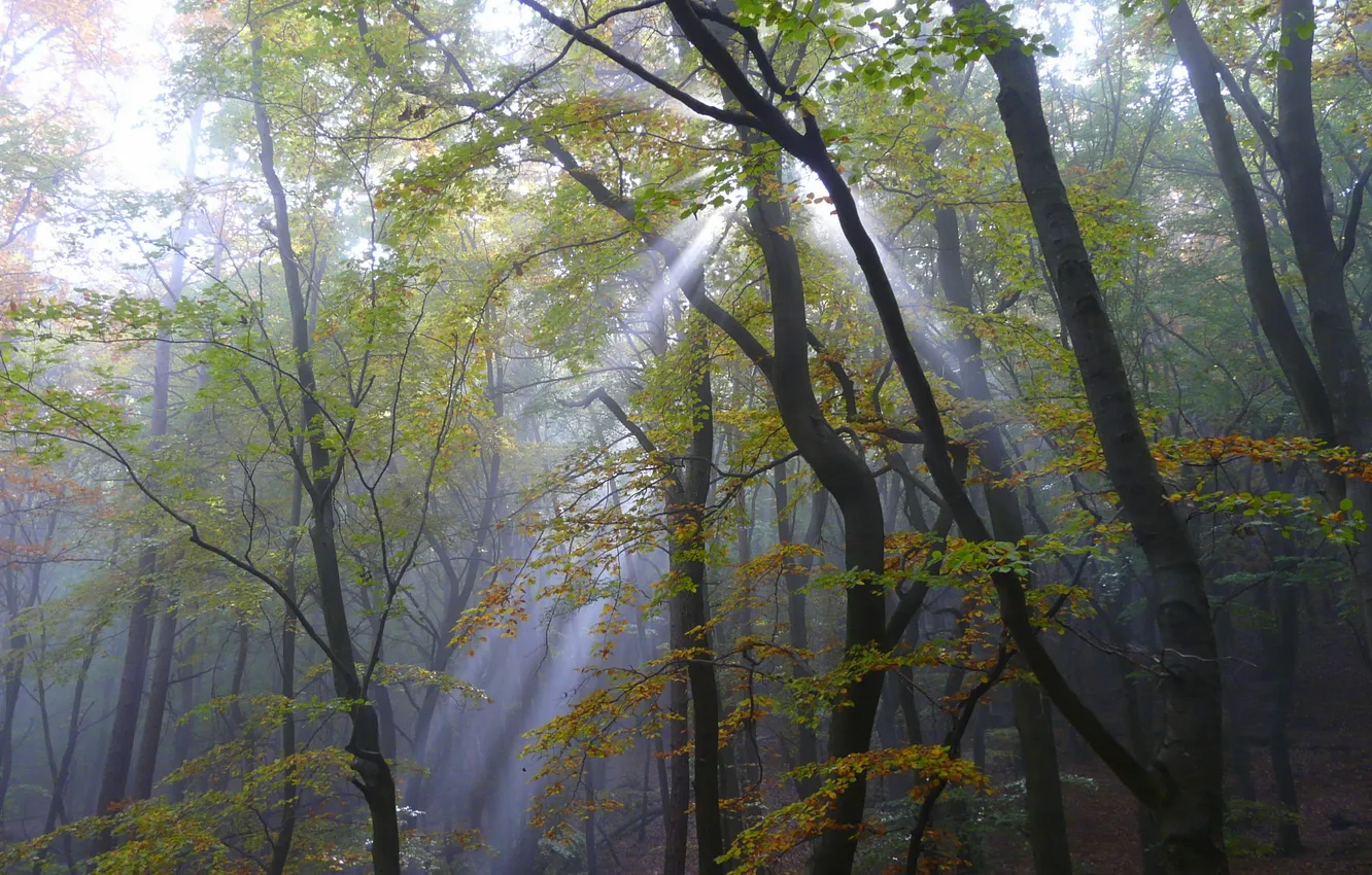 Photo wallpaper forest, summer, light, trees