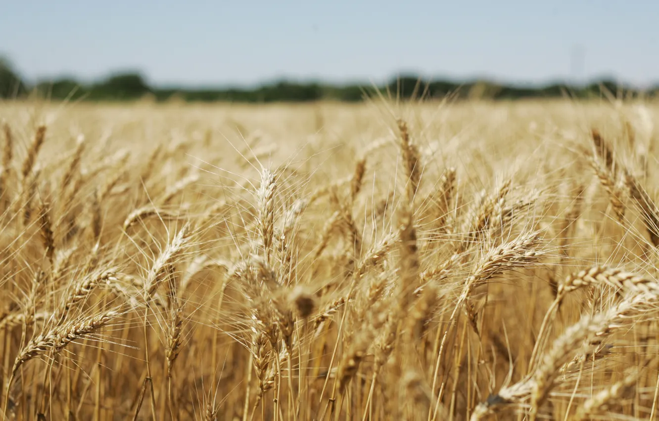 Photo wallpaper field, spikelets, ears