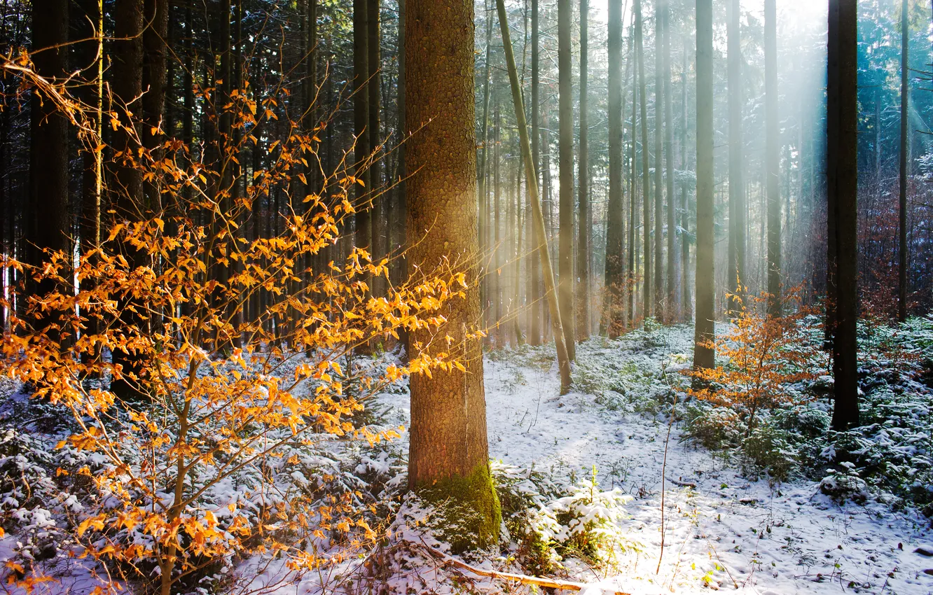 Photo wallpaper winter, autumn, forest, light, nature