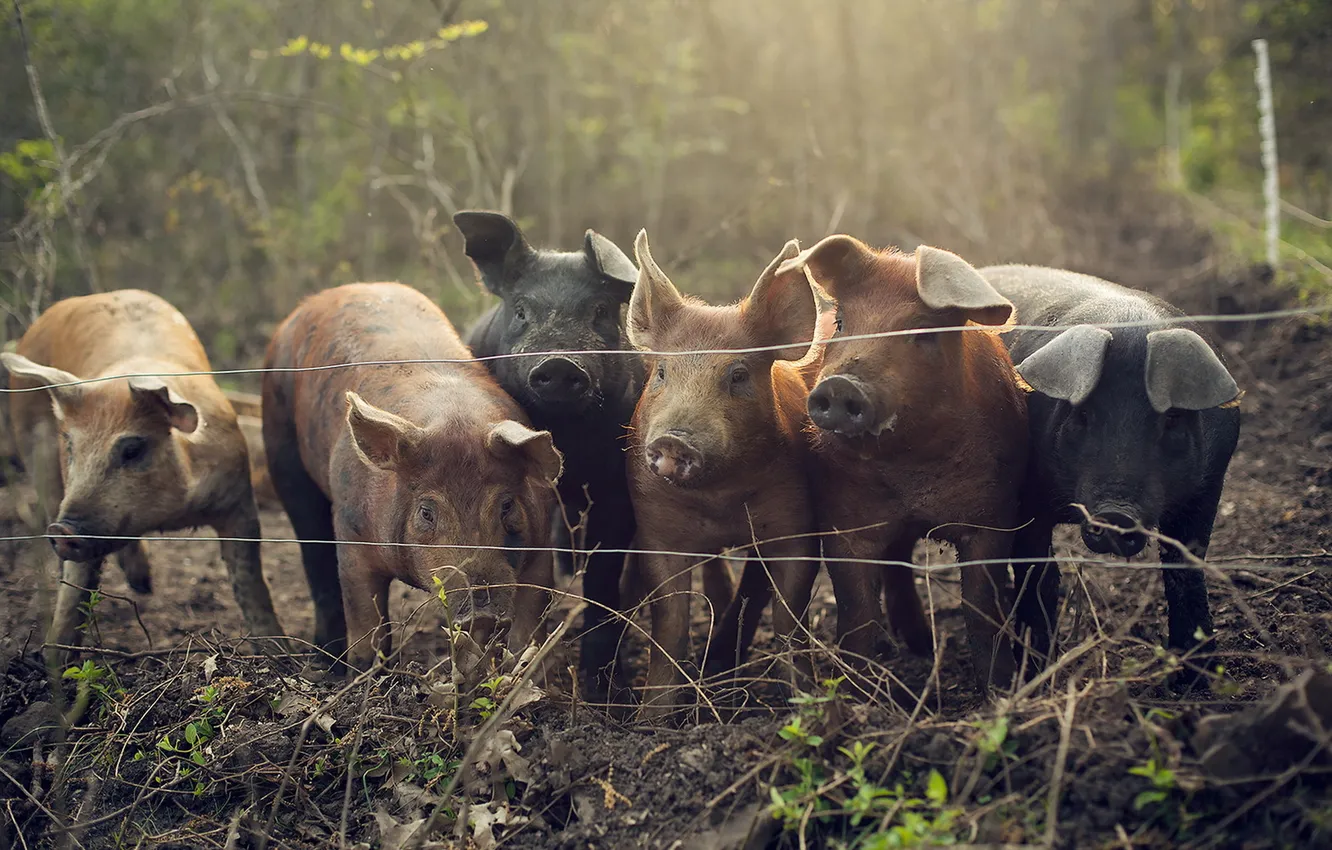 Photo wallpaper nature, the fence, pig