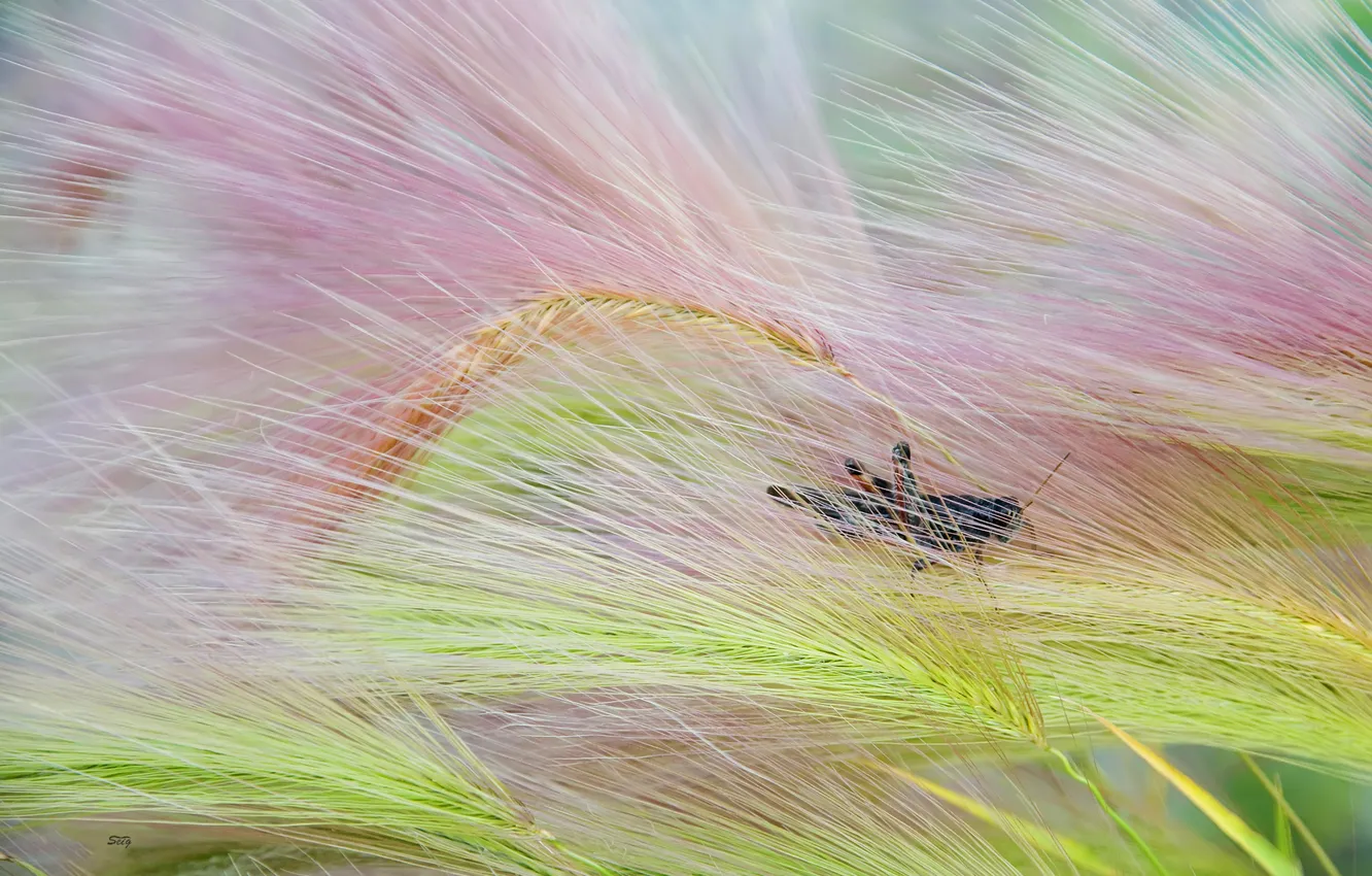 Photo wallpaper grass, nature, plant, color, insect, grasshopper