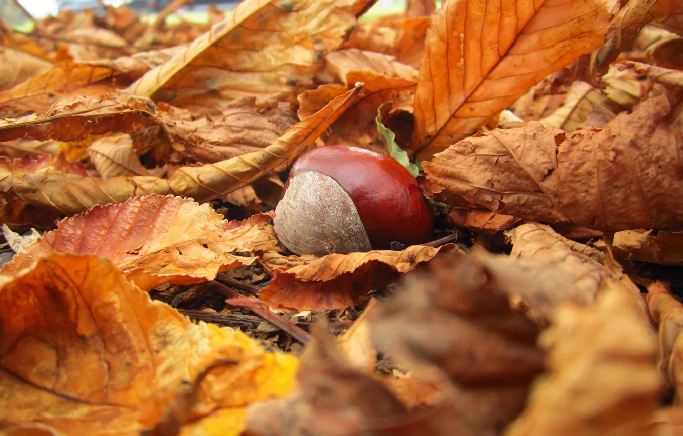 Photo wallpaper autumn, leaves, yellow, nature, foliage, chestnuts